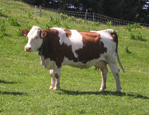 Vache sur les alpages du Semnoz